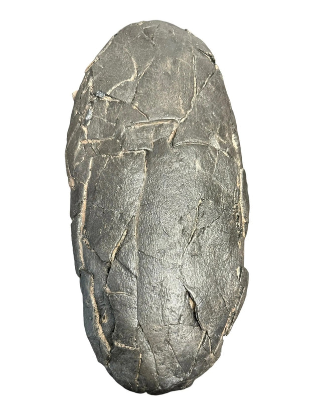 Tarbosaurus Fossil Egg - Nemegt Formation, Mongolia - Late Cretaceous