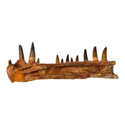 Spinosaurus Dinosaur Fossil Lower Jaw Teeth Morocco Late Cretaceous Dinosaur Jaw