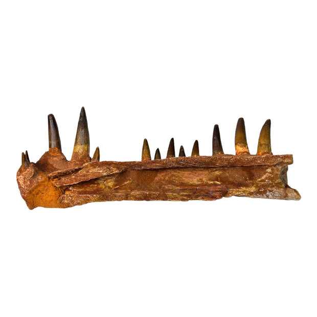 Spinosaurus Dinosaur Fossil Lower Jaw Teeth Morocco Late Cretaceous Dinosaur Jaw