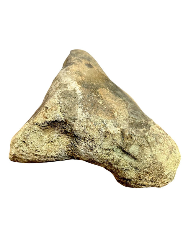 Tyrannosarus Rex Fosssil Bone Upper Tibia - Lance Creek Formation, Newcastle, WY, USA - Cretaceous Age