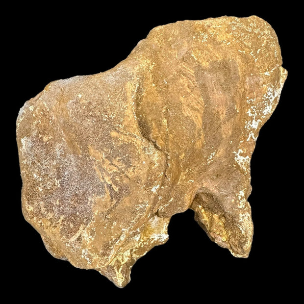 Spinosaur egypticus Vertabrae - Creatuceus Age - Kem Kem Formation, North Africa