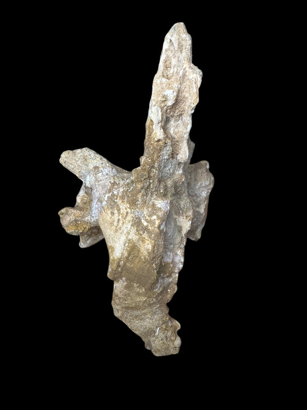 Spinosaurus aegyptiacus Vertebrae Cretaceus Kem Kem Formation Morrocoo