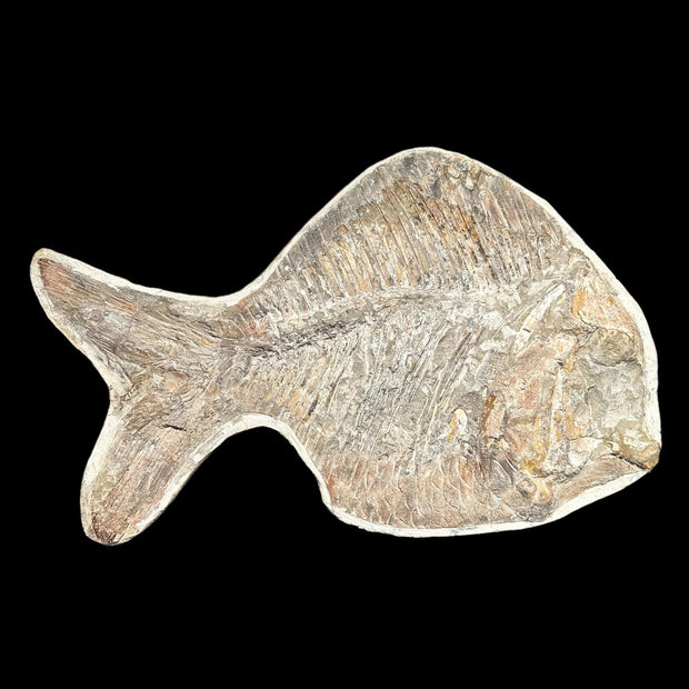 Neoproscinetes penalvai Fossil Fish - Brazil - Lower Creatceuos