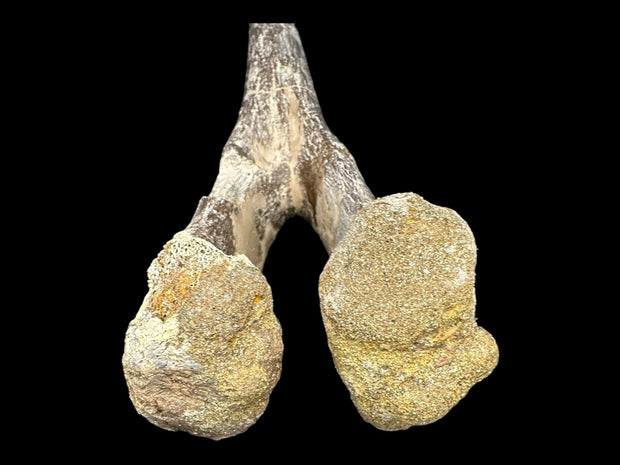 Hadrosaur Chevron Fossil - Cretaceuos - Brule Formation, South Dakota, USA