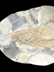 Sinamia Fossil Fish - Fuxin, China