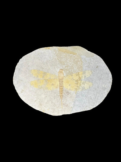 Sinamia Fossil Fish - Fuxin, China