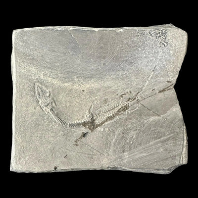 Keichousaurus Hui Fossil - Triassic Era - China