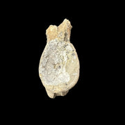 Sinornithomimus Tail Vertebra - Mongolia - Late Cretaceous