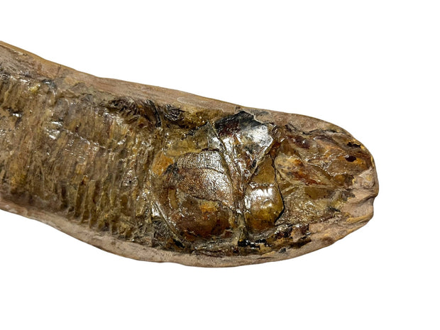 Fossil Fish Brazil