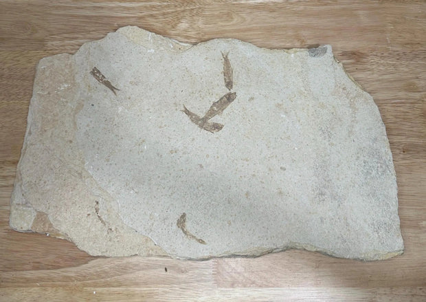 Knightia Fossil Fish Mortality Plate 7 fishes 17" x 10" Green River Formation Wyoming, USA - Eocene period