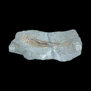 Shark Fossil Plate (Peipiaosteus pani) Late Jurassic - Liaoning Province, China