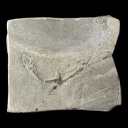 Keichousaurus Hui Fossil - Triassic Era - China