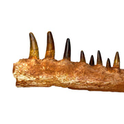 Spinosaurus Dinosaur Fossil Lower Jaw Teeth Morocco Late Cretaceous Dinosaur Jaw