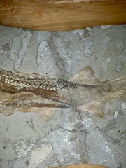 Shark Fossil Plate (Peipiaosteus pani) Late Jurassic - Liaoning Province, China