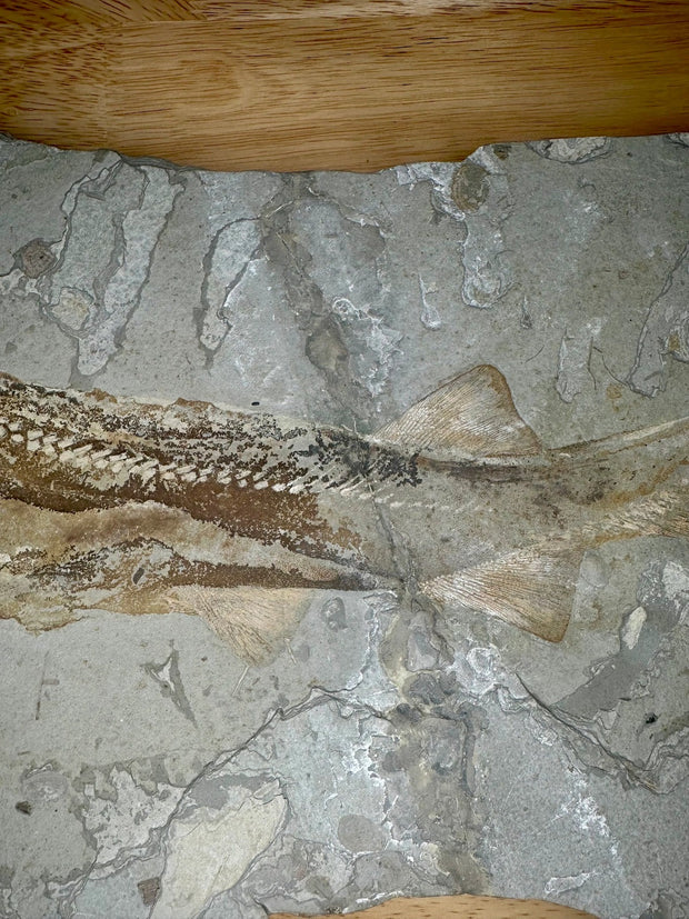 Shark Fossil Plate (Peipiaosteus pani) Late Jurassic - Liaoning Province, China