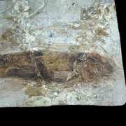 Lycoptera Fossil Fish Liaoning China Jurrassic Age