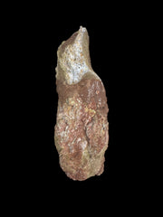 Spinosaurus aegyptiacus Vertebrae Cretaceus Kem Kem Formation Morrocoo