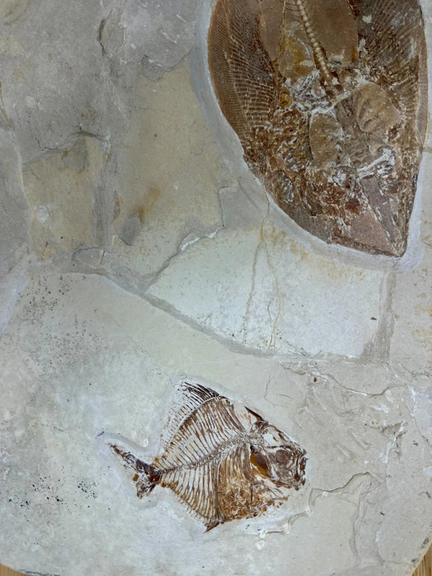 Spectacular Guitar Ray (Rhinobatos) Fossil with 2 Goedelli Fish- Hgula, Byblos, Lebanon - Upper Cretaceous