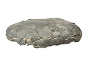 Tarbosaurus Fossil Egg - Nemegt Formation, Mongolia - Late Cretaceous