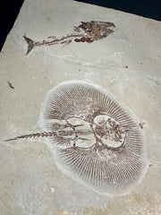 Cyclobatis Stingray Fossil and Centrophoroides latidens Shark Fossil Fish Mortality Plate - Mt. Lebanon, Lebanon - Lower Cretaceuous Age