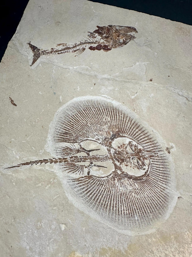 Cyclobatis Stingray Fossil and Centrophoroides latidens Shark Fossil Fish Mortality Plate - Mt. Lebanon, Lebanon - Lower Cretaceuous Age