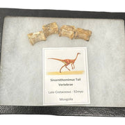 Sinornithomimus Tail Vertebra Fossil Mongolia Late Cretaceous