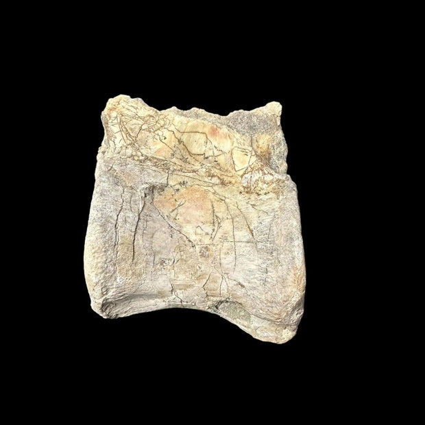 Sinornithomimus Tail Vertebra - Mongolia - Late Cretaceous