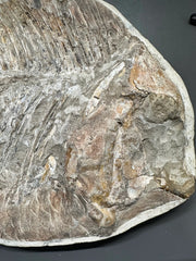 Neoproscinetes penalvai Fossil Fish - Brazil - Lower Creatceuos