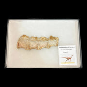 Sinornithomimus Dinosaur Fossil Tail Vertabrae Late Cretaceuos Mongolia