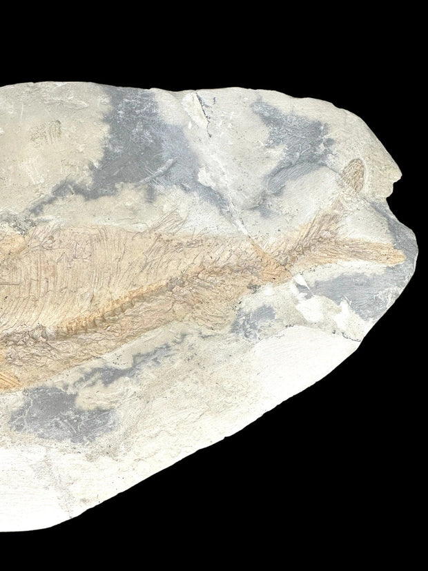 Sinamia Fossil Fish - Fuxin, China