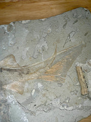 Shark Fossil Plate (Peipiaosteus pani) Late Jurassic - Liaoning Province, China