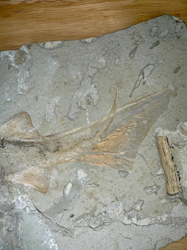 Shark Fossil Plate (Peipiaosteus pani) Late Jurassic - Liaoning Province, China