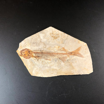 Lycoptera davidi Fossil Fish Lower Cretaceous Yixian Formation China