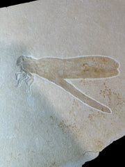 Exceptional Pycnophlibia robustus Jurrassic Age Solenhofen, Germany