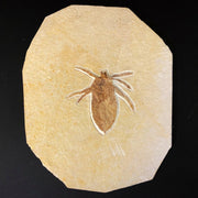 Beetle Insect Fossil Solnhofen Germany