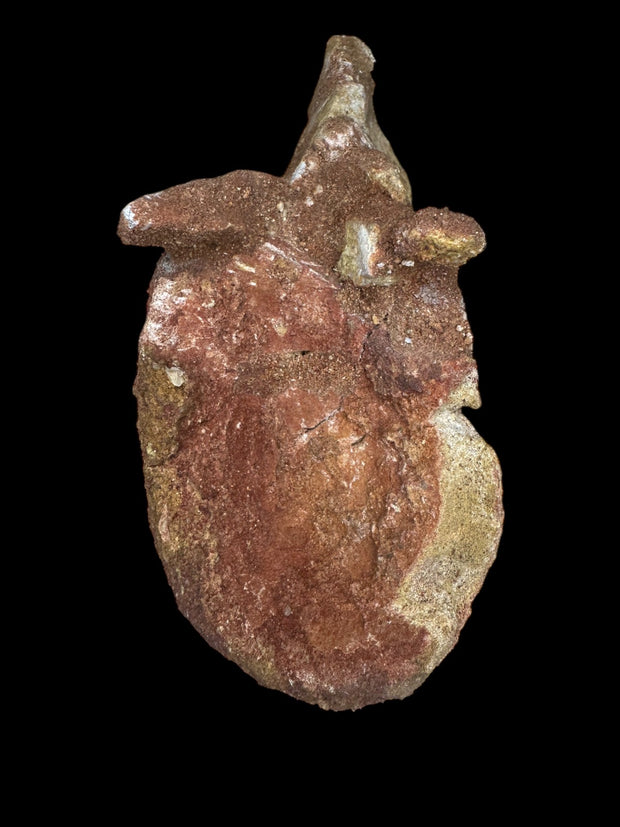 Spinosaurus aegyptiacus Vertebrae Cretaceus Kem Kem Formation Morrocoo