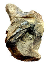 Tyrannosarus Rex Fosssil Bone Upper Tibia - Lance Creek Formation, Newcastle, WY, USA - Cretaceous Age