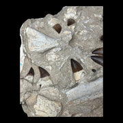 Mosasaur Jaw Specimen 18 Teeth Morocco