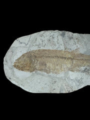 Exceptional Sinamia Fossil Fish – Fuxin, China