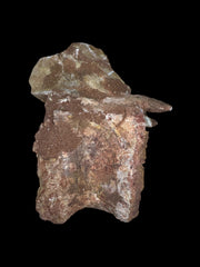 Spinosaurus aegyptiacus Vertebrae Cretaceus Kem Kem Formation Morrocoo