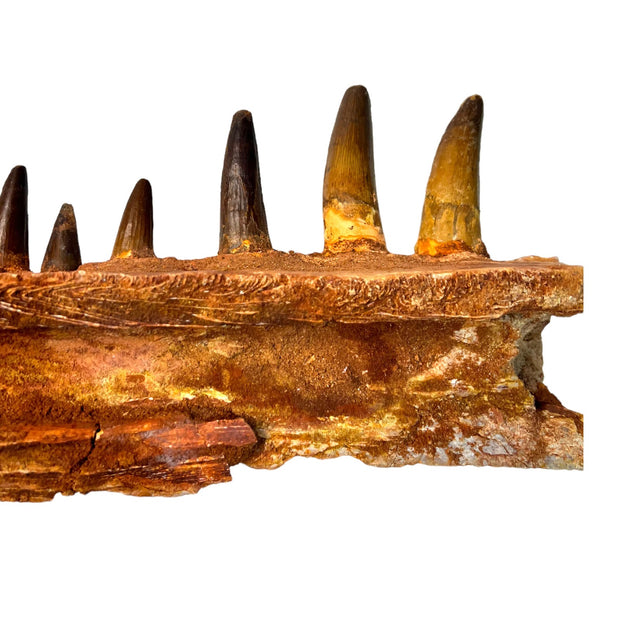 Spinosaurus Dinosaur Fossil Lower Jaw Teeth Morocco Late Cretaceous Dinosaur Jaw