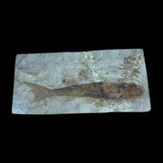 Lycoptera Fossil Fish Liaoning China Jurrassic Age