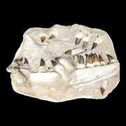 Mosasaur Jaw Specimen 18 Teeth Morocco