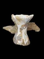Spinosaurus aegyptiacus Vertebrae Cretaceus Kem Kem Formation Morrocoo