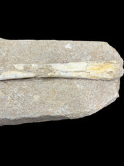 Pterosaur Fossil Bones Cretaceous Kem Kem Formation,Morocco