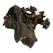 Fossil Bones from Bird and Mammal Pleistocene Age La Brea Formation Los Angeles