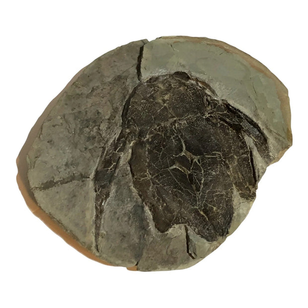 Armored Fish Fossil Bothriolepis canadensis Placoderm Devonian Canada