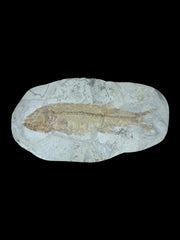 Exceptional Sinamia Fossil Fish – Fuxin, China