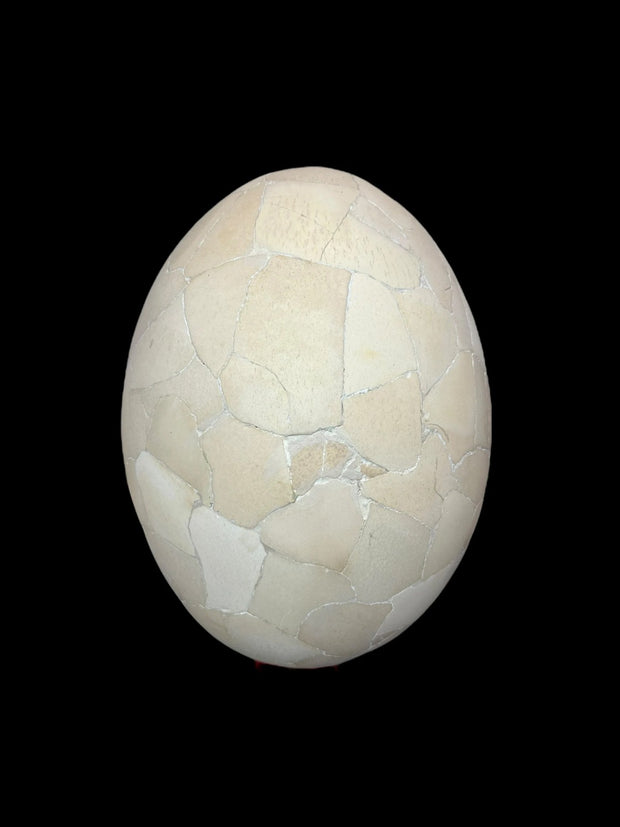 Elephant Bird Egg Fossil - Madagascar