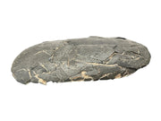 Tarbosaurus Fossil Egg - Nemegt Formation, Mongolia - Late Cretaceous